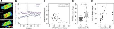 GTPase-Dependent Mechanointegration of Shear-Mediated Cell Contractility Through Dynamic Binding of FLNa and FilGAP